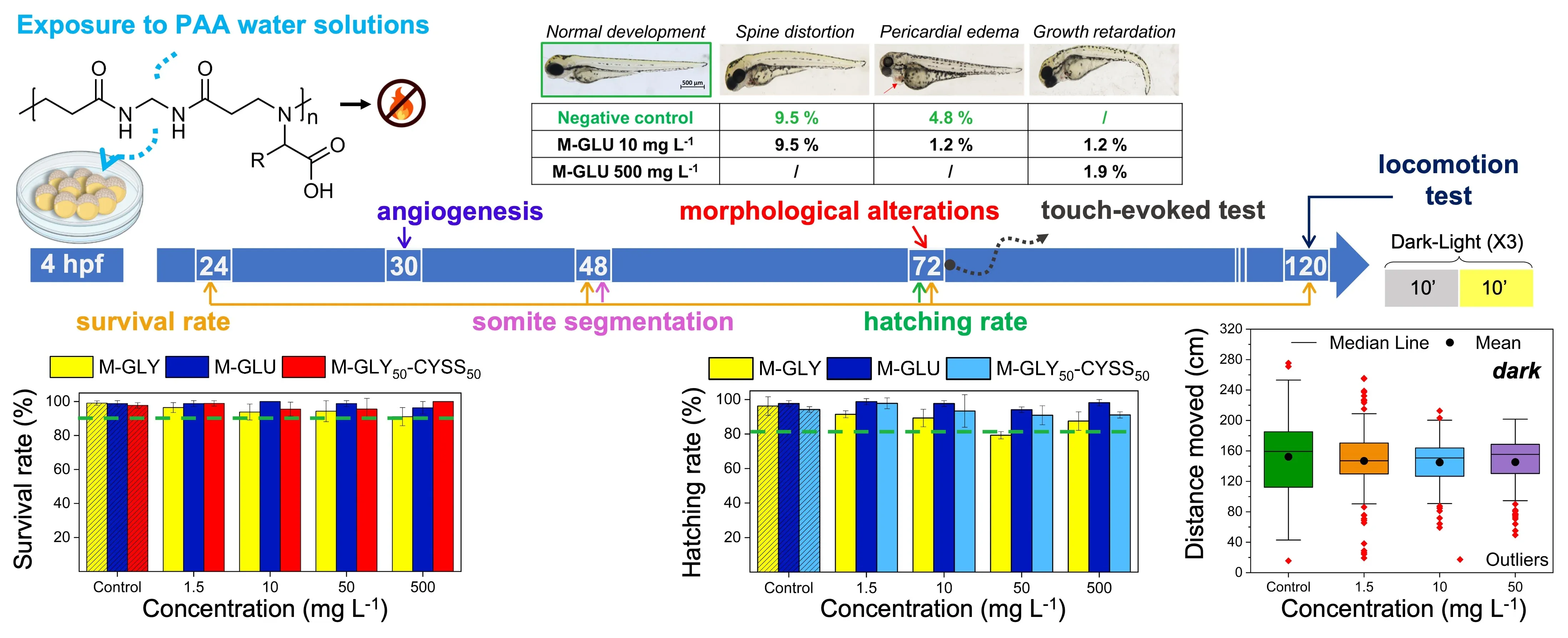 Ecotoxicity Assessment of α-Amino Acid-Derived Polyamidoamines Using Zebrafish as a Vertebrate Model